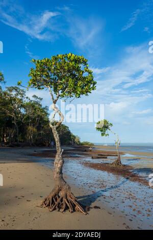 Vista verticale delle radici delle mangrovie costiere esposte sulla spiaggia a bassa marea, Poona, Fraser Coast Region, Queensland, QLD, Australia Foto Stock