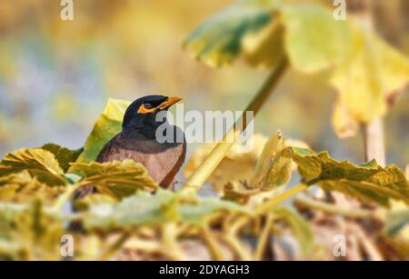 La myna comune o la myna indiana (Acristheres tristis), a volte ha scritto la mynah. Foto Stock