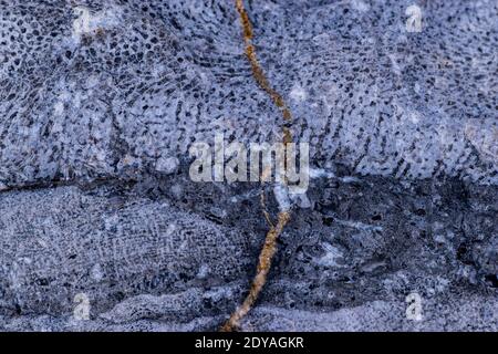 Calcare con fossili di Bryozoa in un primo piano Foto Stock