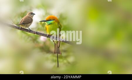 Verde ape-mangiatore e giovane scaly-breasted MUNIA che perching sul ramo dell'albero Foto Stock