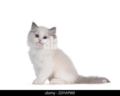 Adorabile gattino di gatto ragdoll bicolore, seduto lateralmente. Guardando accanto alla fotocamera con occhi blu profondi. Isolato su sfondo bianco. Foto Stock