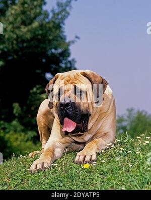 Mastiff cane adulto, posa sull'erba Foto Stock