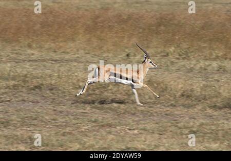 Gazelle di Thomson, gazella thomsoni, Male Running, Masai Mara Park in Kenya Foto Stock