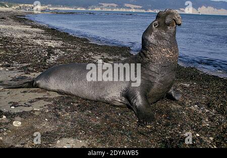 Southern Elephant Seal, Mirounga leonina, Maschile che posa sulla spiaggia, California Foto Stock