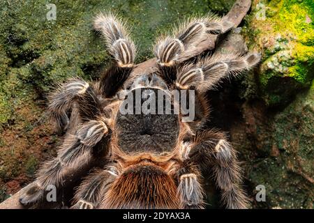 Primo piano di una tarantula scarlatta bahia (lasiodora klugi) in cattività Foto Stock