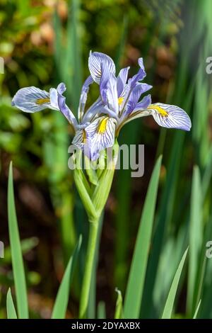 Iris missouriensis una pianta fiorente di primavera con un fiore di primavera viola blu comunemente noto come Fla Missouri o bandiera blu occidentale, foto di stock imag Foto Stock