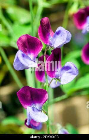 Dolce Pea 'Matucaa' (Lathyrus odoratus) una pianta di fiori estivi di primavera di colore rosso viola, foto di stock Foto Stock