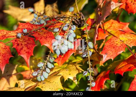 Mahonia Japonica conosciuto anche come l'uva Oregon un arbusto sempreverde giardino nativo dell'Asia, foto stock Foto Stock