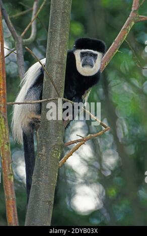 Nero e bianco Colombus scimmia, colobus guereza Foto Stock