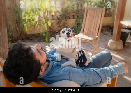 il cane grigio ​​lying sull'addome di un giovane, si stacca la lingua Foto Stock