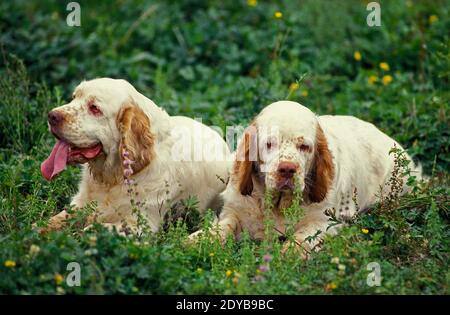 Clumber Spaniel posa sull'erba Foto Stock