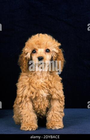 Albicocca Standard Poodle, Pup contro sfondo nero Foto Stock