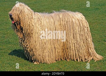 Komondor cane adulto, in piedi su un prato Foto Stock