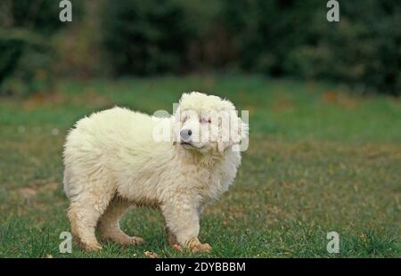 Tatra polacchi Sheepdog, Pup standng sull'erba Foto Stock