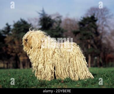 Puli ungherese cane adulto, in piedi su un prato Foto Stock