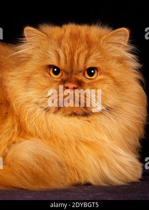 Rosso persiano Self gatto domestico posa su sfondo nero Foto Stock