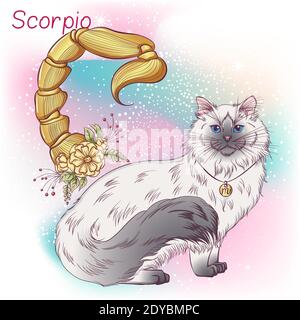 Zodiaco. Illustrazione vettoriale del segno astrologico dello Scorpione come una ragdoll di razza del gatto peloso. Elemento astrologico dell'oroscopo. Astrologia concetto art Illustrazione Vettoriale