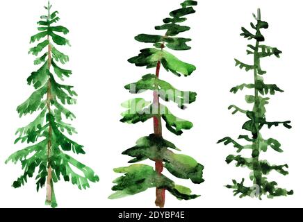 Alberi di abete verde disegnati da acquerello, elemento di foresta isolato, albero di conifere, illustrazione disegnata a mano Foto Stock