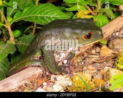 Warty Monkey Frog (Phyllomedusa tarsius), una grande femmina accanto a uno stagno nel sottobosco della foresta pluviale, Ecuador Foto Stock
