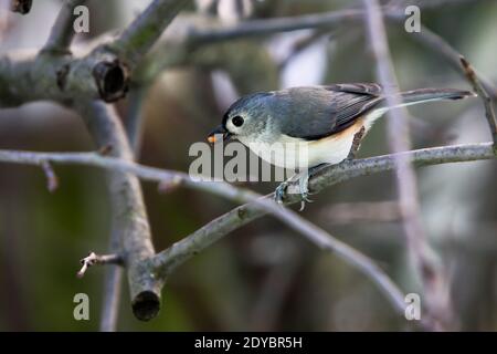 Titmouse con tufted seduto sul ramo fuori in inverno Foto Stock