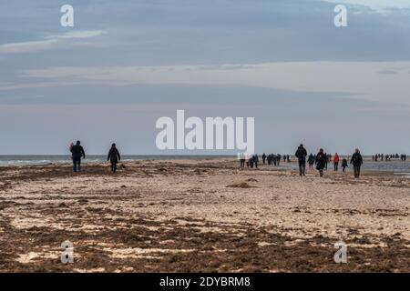 Falsterbo, Svezia - 15 novembre 2020: La gente sta camminando in una riserva naturale per vedere una colonia di foche del porto. Molti godono la natura mentre mantengono la distanza sociale durante i tempi della corona Foto Stock