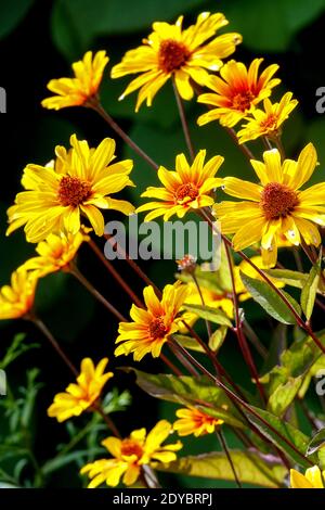 Heliopsis helianthoides 'cuori brucianti' Falso girasole Foto Stock