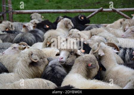 Pecore nere e beige piccole e grandi, gregge di pecore intorno alla recinzione a Zakopane Polonia Foto Stock