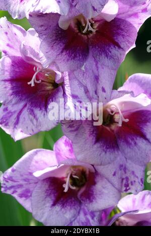 Gladiolus Redinha Foto Stock