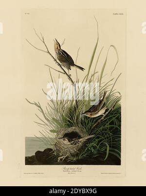 Piatto 149 Finca con coda di punta, dal foglio Birds of America (1827–1839) di John James Audubon - immagine modificata di altissima risoluzione e qualità Foto Stock