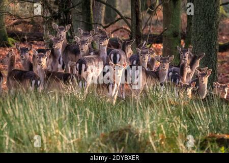 Duelmen, Muensterland, Germania. 25 Dic 2020. Una mandria di daini (dama dama) femmine (fa) con i fawns di quest'anno si stringono insieme per la sicurezza, crogiolandosi al sole in un giorno di Natale tranquillo e tranquillo nella campagna del Muensterland. Credit: Imageplotter/Alamy Live News Foto Stock