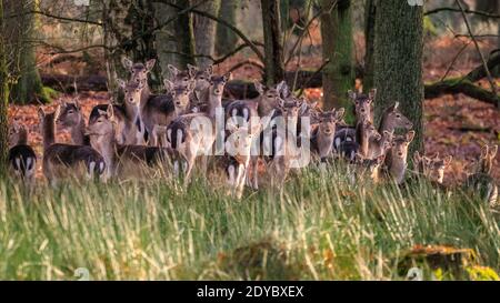 Duelmen, Muensterland, Germania. 25 Dic 2020. Una mandria di daini (dama dama) femmine (fa) con i fawns di quest'anno si stringono insieme per la sicurezza, crogiolandosi al sole in un giorno di Natale tranquillo e tranquillo nella campagna del Muensterland. Credit: Imageplotter/Alamy Live News Foto Stock