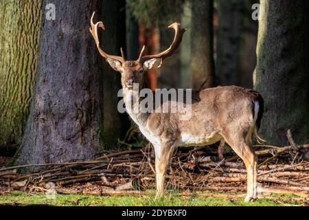 Duelmen, Muensterland, Germania. 25 Dic 2020. Un buck (maschio) crogiolarsi al caldo sole. Una mandria di daini (dama dama) Godetevi il bel sole in un tranquillo giorno di Natale nella campagna del Muensterland. Credit: Imageplotter/Alamy Live News Foto Stock