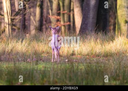 Duelmen, Muensterland, Germania. 25 Dic 2020. Uno dei piccoli fawns di quest'anno, cresciuto ma ancora con la sua pelliccia soffice, si erge su una radura. Una mandria di daini (dama dama) Godetevi il bel sole in un tranquillo giorno di Natale nella campagna del Muensterland. Credit: Imageplotter/Alamy Live News Foto Stock