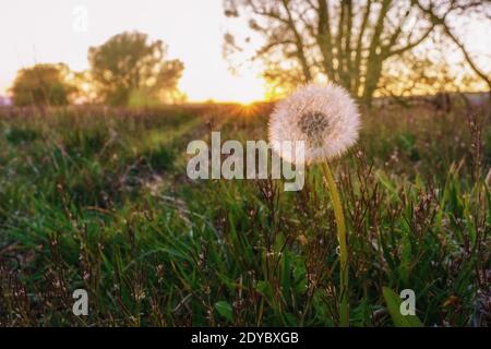 Un dente di leone nella luce rossa della sera del sole, primo piano Foto Stock