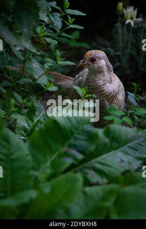 Golden Pheasant uccello femminile in natura Foto Stock