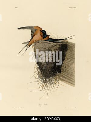 Plate 173 Barn Swallow, from the Birds of America folio (1827–1839) di John James Audubon - immagine modificata di altissima risoluzione e qualità Foto Stock