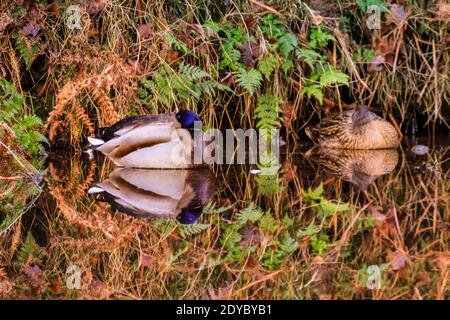 Duelmen, Muensterland, Germania. 25 Dic 2020. Una coppia di anatre di mallard si riflette in uno stagno in simmetria quasi perfetta poichè stanno tranquillamente snoozing nel caldo sole del pomeriggio in questo giorno mite di Natale nella campagna del Muensterland. Credit: Imageplotter/Alamy Live News Foto Stock