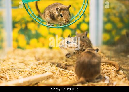 Meriones Unguiculatus, lo Jird mongolo o Gerbil mongolo, è UN roditore appartenente alla sottofamiglia Gerbillinae. Foto Stock