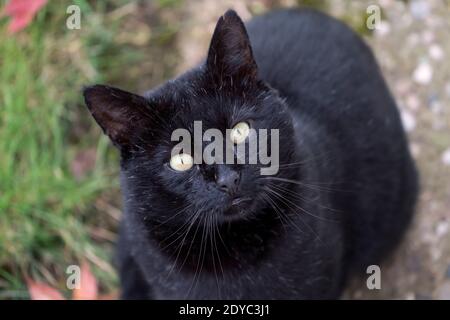 Gatto nero, Felis catus, guardando verso l'alto, Foto Stock