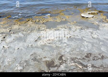 Il litorale del mare di Salton Foto Stock