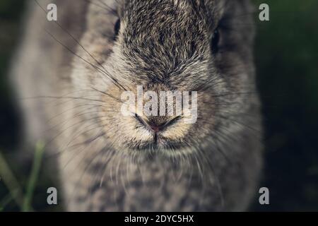 Lepre grigio o coniglio faccia vicino. Vita animale Foto Stock