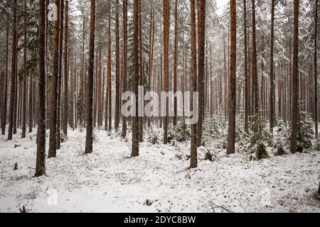 Pineta coperta in strato di neve fresca caduta durante l'inverno nel Baltico. Foto Stock