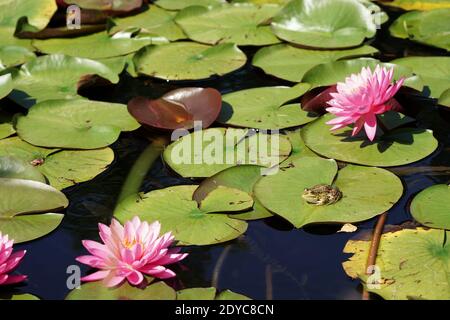 Agosto in giardino, una rana su una foglia di giglio d'acqua tra fiori rosa Foto Stock