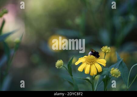 Agosto nel giardino, un bumblebee su un comune fiore sneezeweed, bokeh, sfondo fuzzy e spazio di copia Foto Stock