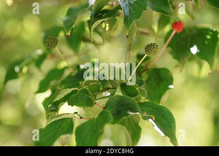 Agosto nel giardino, foglie e frutti di legno di cane kousa tra il verde, bokeh, sfondo fuzzy e spazio copia Foto Stock