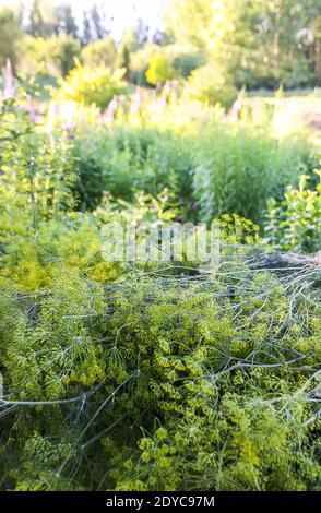 Ombrelli verdi freschi e profumati in serra. Piante da giardino primo piano. Foto Stock