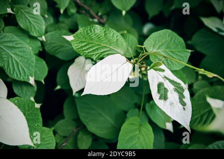 Foglie bianche e verdi del superriduttore Actinidia kolomikta, Actinidiaceae o kiwi a foglie dure variegate. Foto Stock