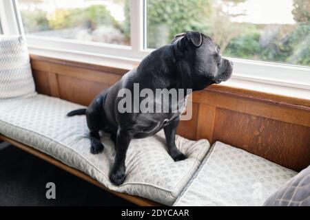 Il cane di Staffordshire Bull Terrier seduto su una sede della finestra di baia all'interno di una casa che guarda fuori da una finestra vetrata in giù. Foto Stock