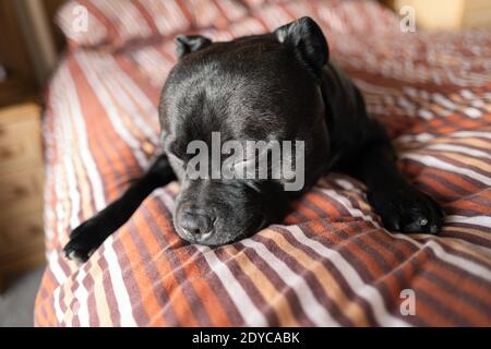 Staffordshire Bull Terrier ritratto cane addormentato su un letto matrimoniale con un piumino a righe. Foto Stock