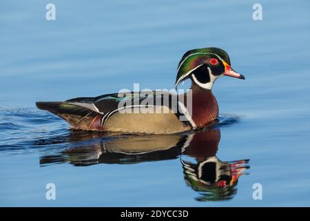 Drake anatra di legno nel Wisconsin settentrionale. Foto Stock